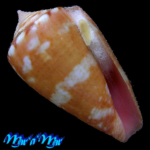 Conus baiano Coltro, 2004