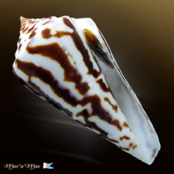 Conus recurvus Broderip, 1833