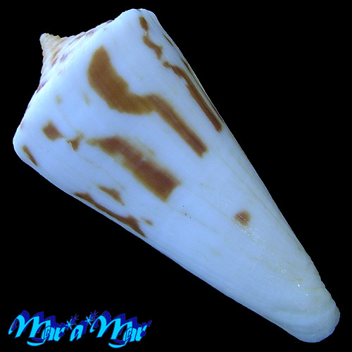 Alternative view of Conus poormani Berry, 1960