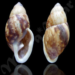 Eudolichotis glabra (Gmelin, 1791)