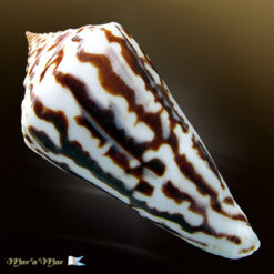 Conus recurvus Broderip, 1833 - Imagem 2