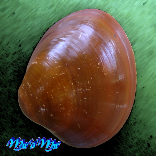 Megapitaria aurantiaca (Sowerby, 1831)