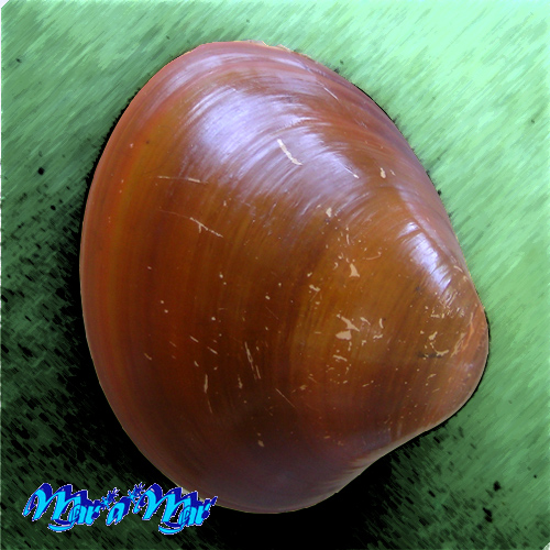 Alternative view of Megapitaria aurantiaca (Sowerby, 1831)