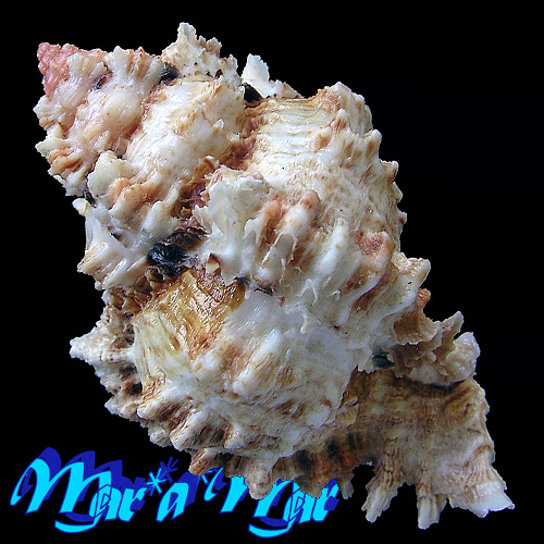 Alternative view of Phyllonotus occulatus (Reeve, 1845)