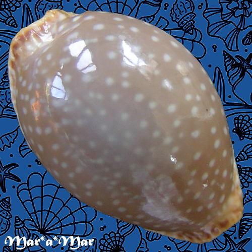 Cypraea (Staphylaea) semiplota Mighels J.W., 1845