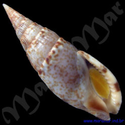 Colubraria procera (Sowerby, 1832)