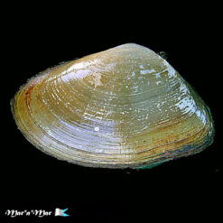 Alternative view of Iphigenia brasiliana (Lamark, 1818)*