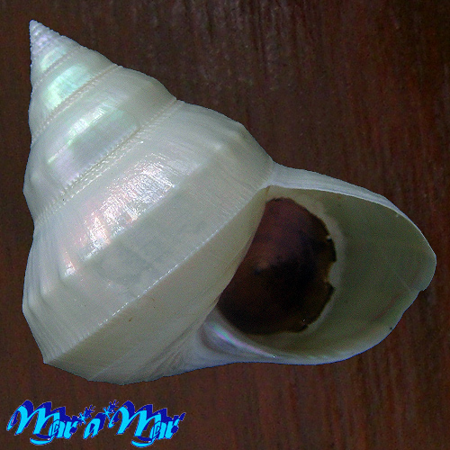 Bathybembix argenteonitens Hirasei Take & Otsuka, 1943