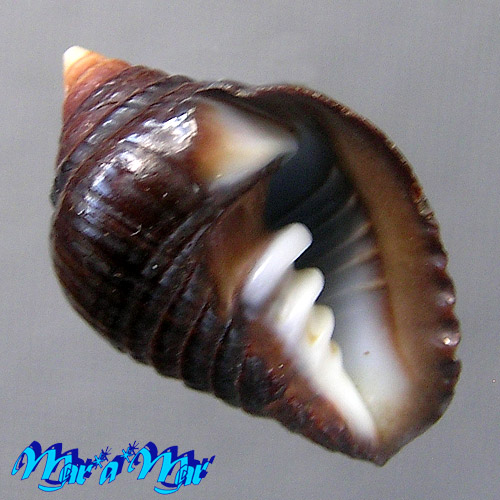 Zierliana ziervogelli Gmelin, 1791