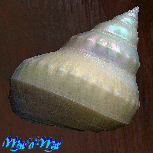 Alternative view of Bathybembix argenteonitens Hirasei Take & Otsuka, 1943