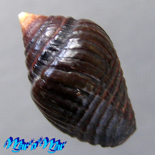 Alternative view of Zierliana ziervogelli Gmelin, 1791