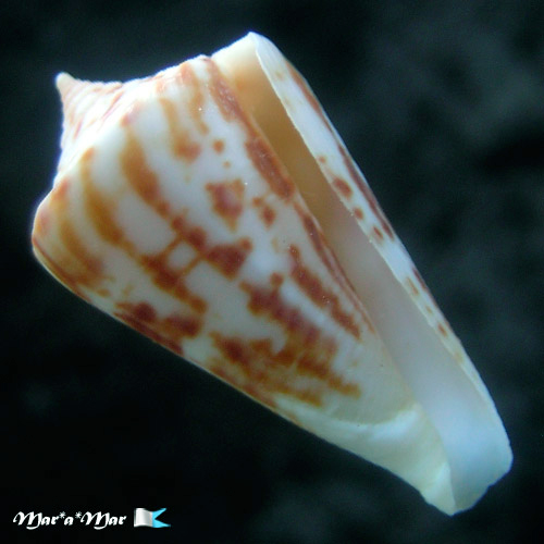 Conus tostesi Petuch, 1986