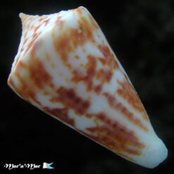 Conus tostesi Petuch, 1986 - Imagem 2