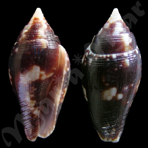 Mitra tristis Broderip, 1836 - Image 3