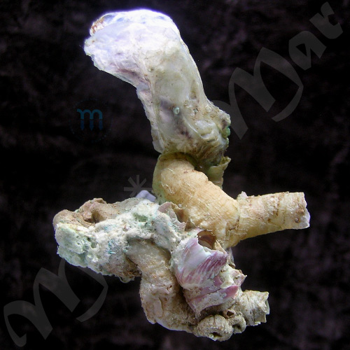 Malleus candeanus (d´Orbigny, 1842)