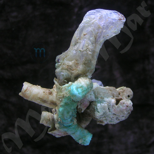 Malleus candeanus (d´Orbigny, 1842) - Imagem 2