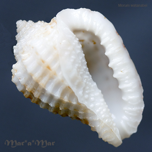 Morum watanabei Kosuge, 1981