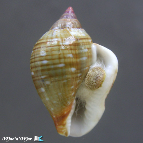 Columbella labiosa Sowerby, 1832