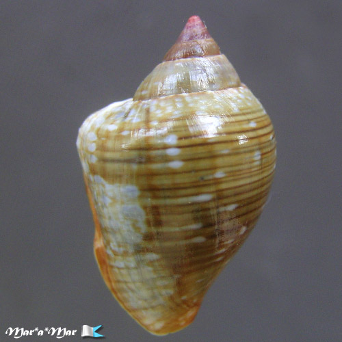 Columbella labiosa Sowerby, 1832 - Imagem 2