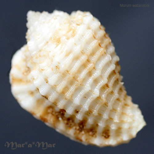 Alternative view of Morum watanabei Kosuge, 1981