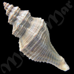 Alternative view of Bodeva blosvilei (Deshayes, 1832)