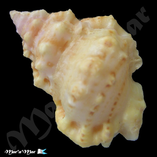 Bursa rhodostoma thomae Orbigny, 1842 - Imagem 2