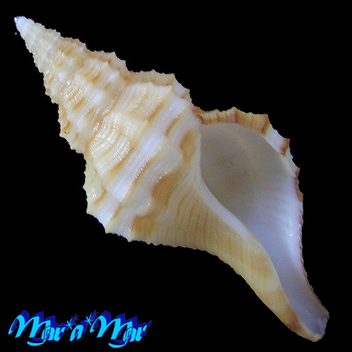 Granulifusus dondani Snyder, 2003