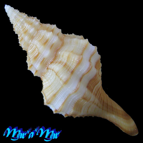 Alternative view of Granulifusus dondani Snyder, 2003