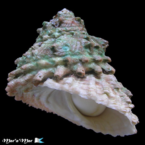 Astraea caelata (Gmelin, 1791)