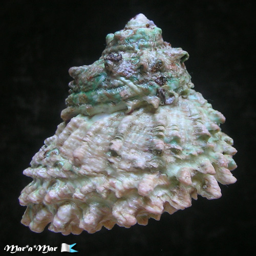 Astraea caelata (Gmelin, 1791) - Image 2