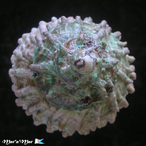 Astraea caelata (Gmelin, 1791) - Image 3