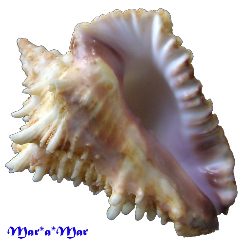 Vasum cassiforme (Kiener, 1841)