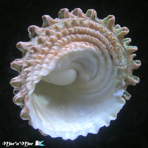 Astraea caelata (Gmelin, 1791) - Image 4