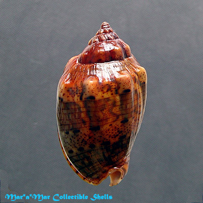 Voluta musica laevigata, Lamarck, 1811 - Image 2