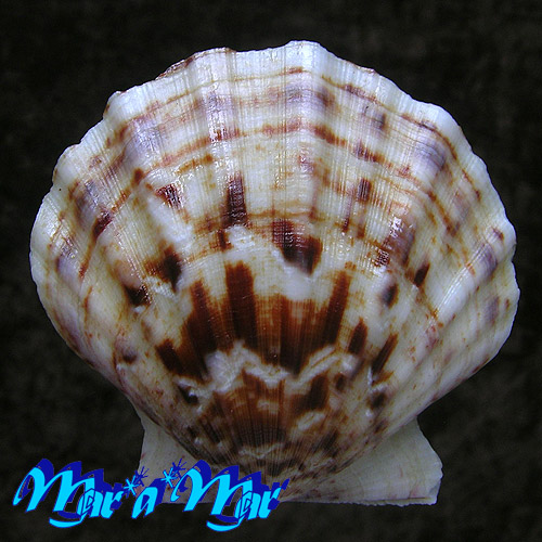 Flexopecten glaber proteus Dillwin, 1817