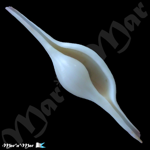 Volva kilburni Cate, C.N., 1975