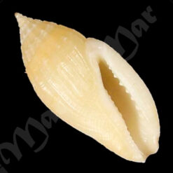 Eucithara conohelicoides (Reeve, 1846)