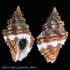 Engina karinae Usticke, 1959*