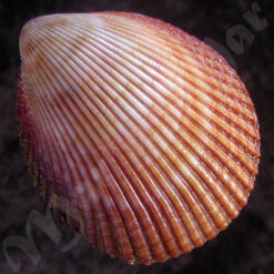 Trachycardium magnum (Linnaeus, 1758)