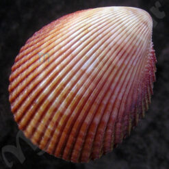Trachycardium magnum (Linnaeus, 1758) - Imagem 2