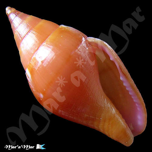 Columbella costa Simone, 2007