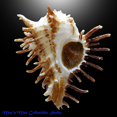 Homalocantha oxyacantha (Broderip, 1833)