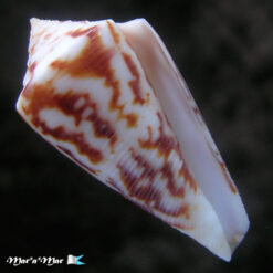 Conus tostesi Petuch, 1986