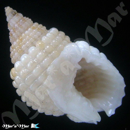 Nassarius conoidalis Desh., in Bel., 1832