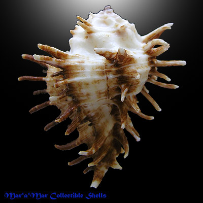 Homalocantha oxyacantha (Broderip, 1833) - Imagem 2