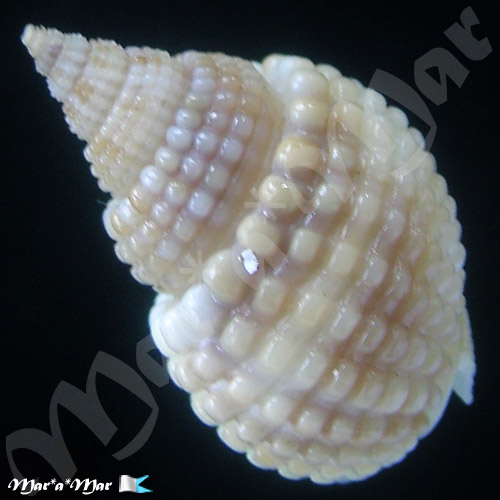 Alternative view of Nassarius conoidalis Desh., in Bel., 1832