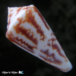 Conus tostesi Petuch, 1986 - Imagem 2