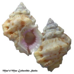 Bursa rhodostoma thomae Orbigny, 1842