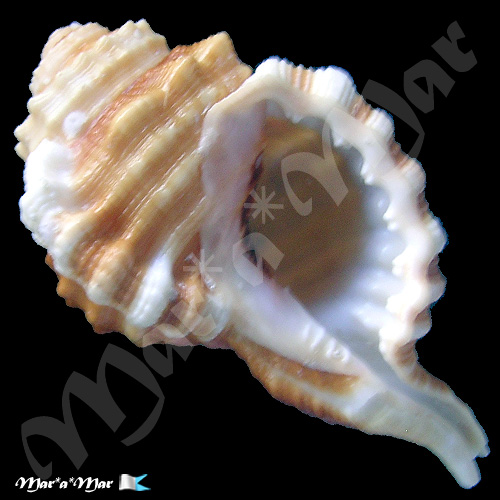 Ranularia cynocephala caribbaea Clench & Turner, 1957