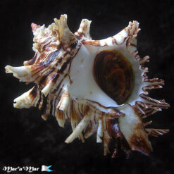 Hexaplex princeps (Broderip, 1833)